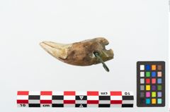 Foto von Bärenzahnanhänger (NHMW-PRAE-025355)